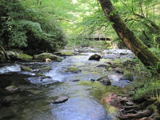 Hazel Creek Hike - Great Smoky Mountains, NC 120