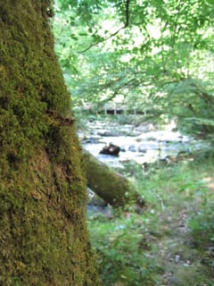 Hazel Creek Hike - Great Smoky Mountains, NC 239
