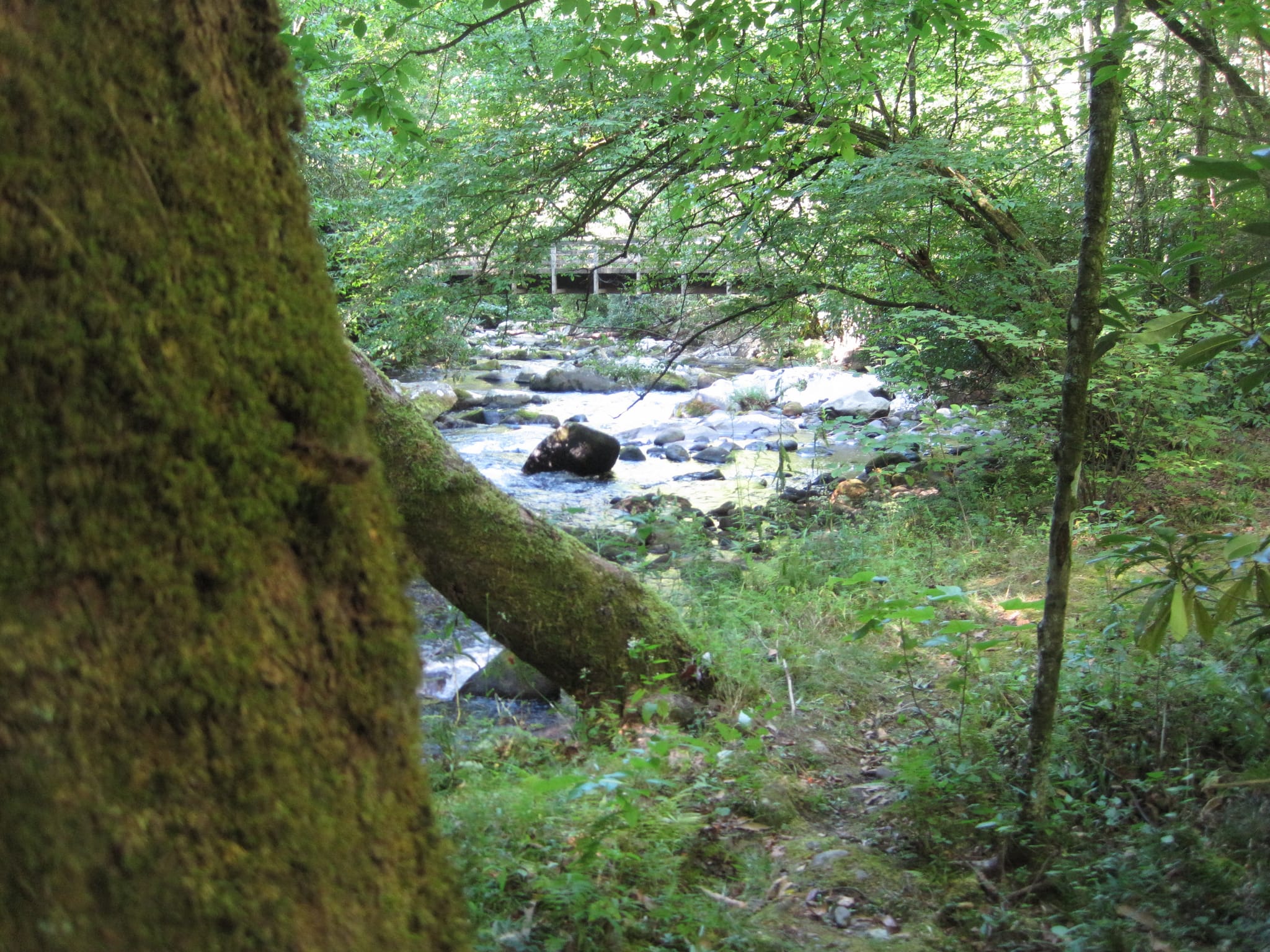 Hazel Creek Hike - Great Smoky Mountains, NC 121