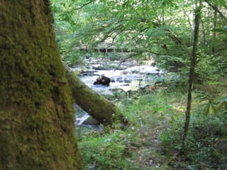 Hazel Creek Hike - Great Smoky Mountains, NC 121