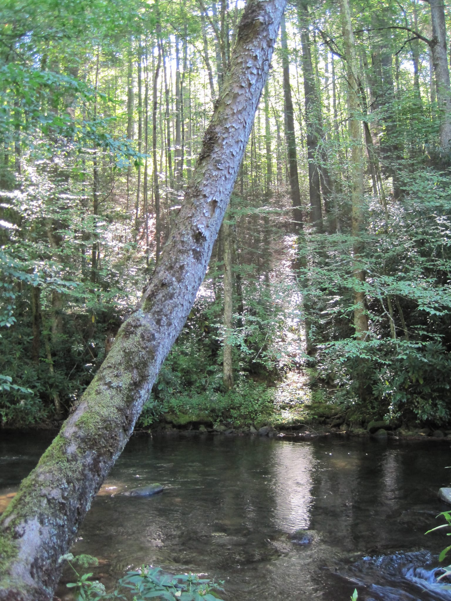 Hazel Creek Hike - Great Smoky Mountains, NC 240