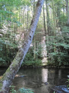 Hazel Creek Hike - Great Smoky Mountains, NC 240