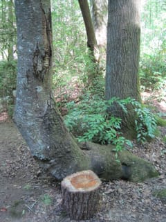 Hazel Creek Hike - Great Smoky Mountains, NC 241