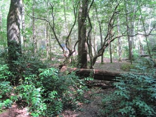 Hazel Creek Hike - Great Smoky Mountains, NC 122