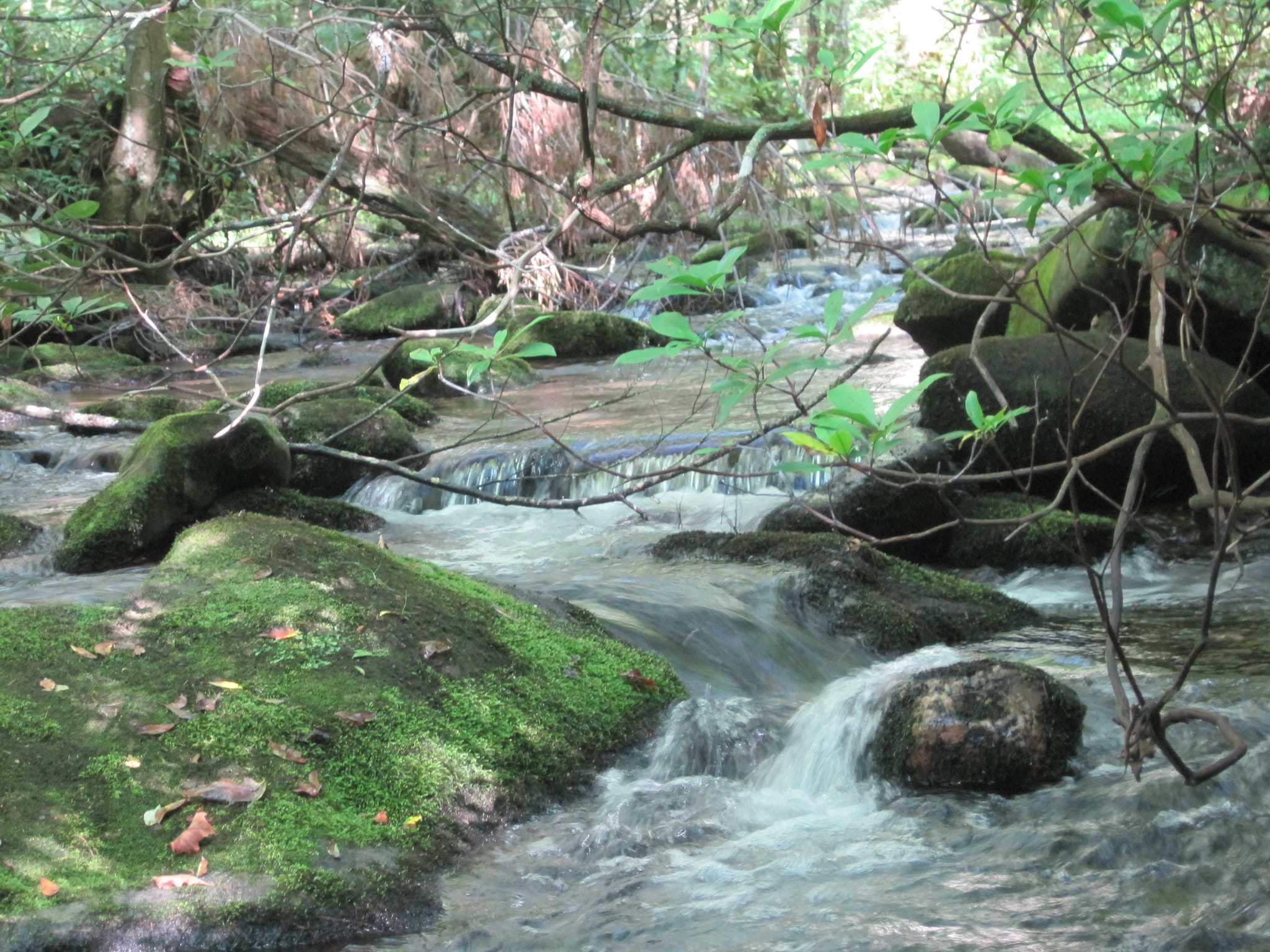 Hazel Creek Hike - Great Smoky Mountains, NC 125