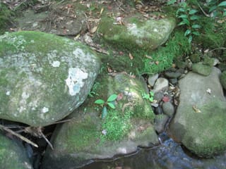 Hazel Creek Hike - Great Smoky Mountains, NC 127