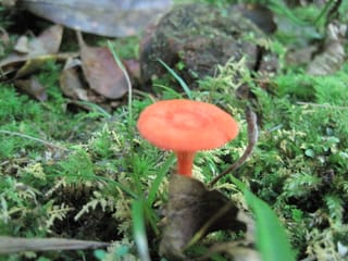 Hazel Creek Hike - Great Smoky Mountains, NC 129