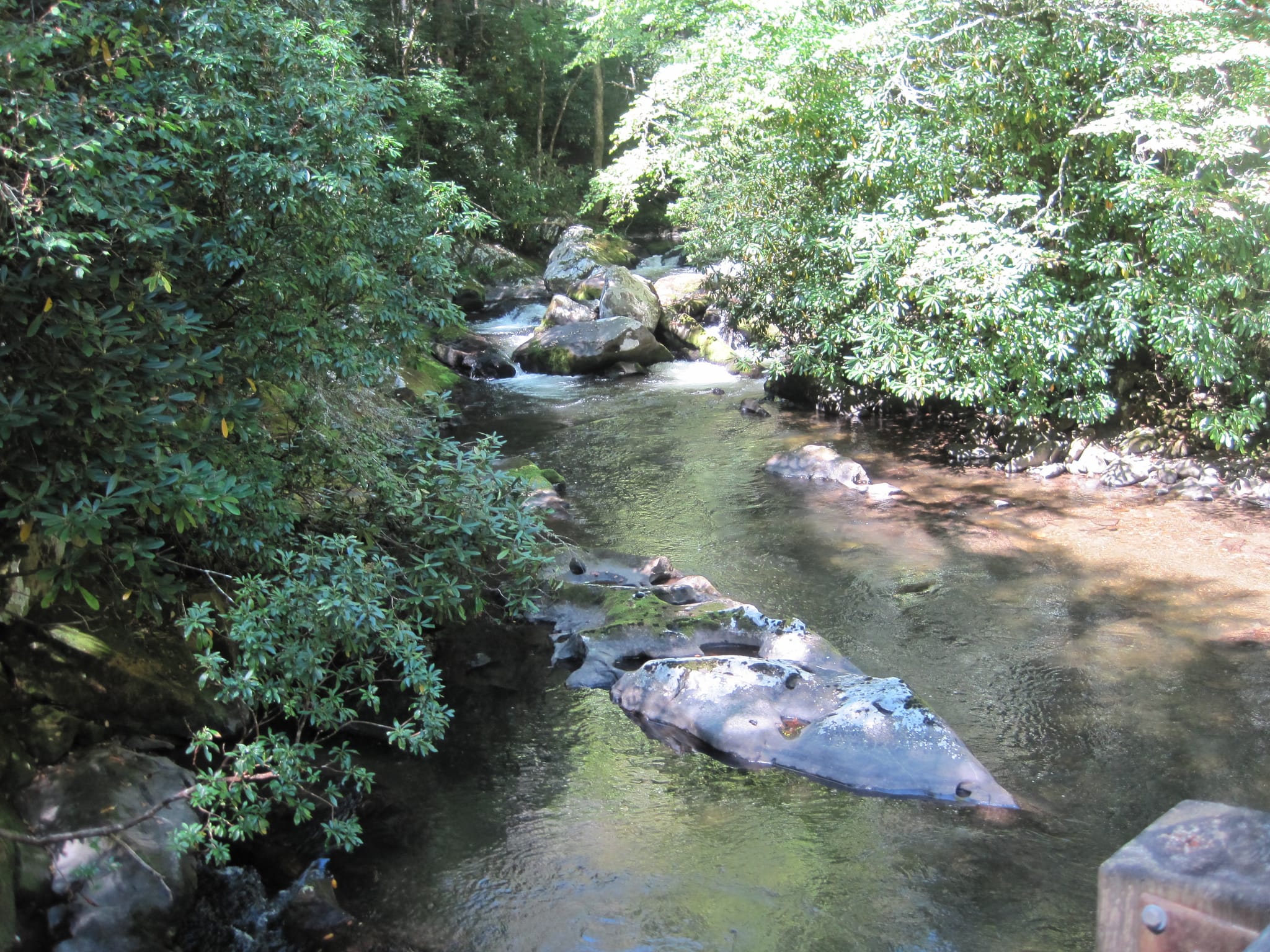 Hazel Creek Hike - Great Smoky Mountains, NC 136