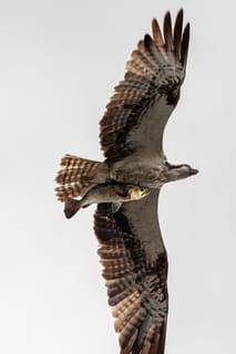 Flying Fish