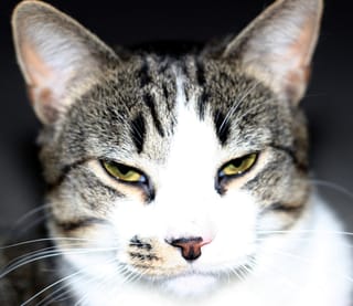 Brasky - Teh Kitteh Iz Not Teh Happy