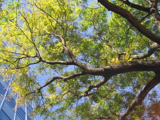 Tree in West New York, NJ