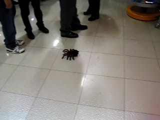 RC Spider - Toys R Us - Times Square