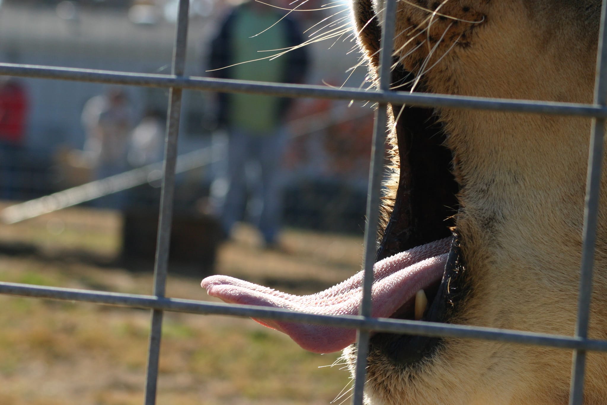 Lion Yawn