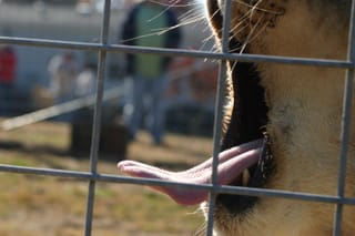 Lion Yawn