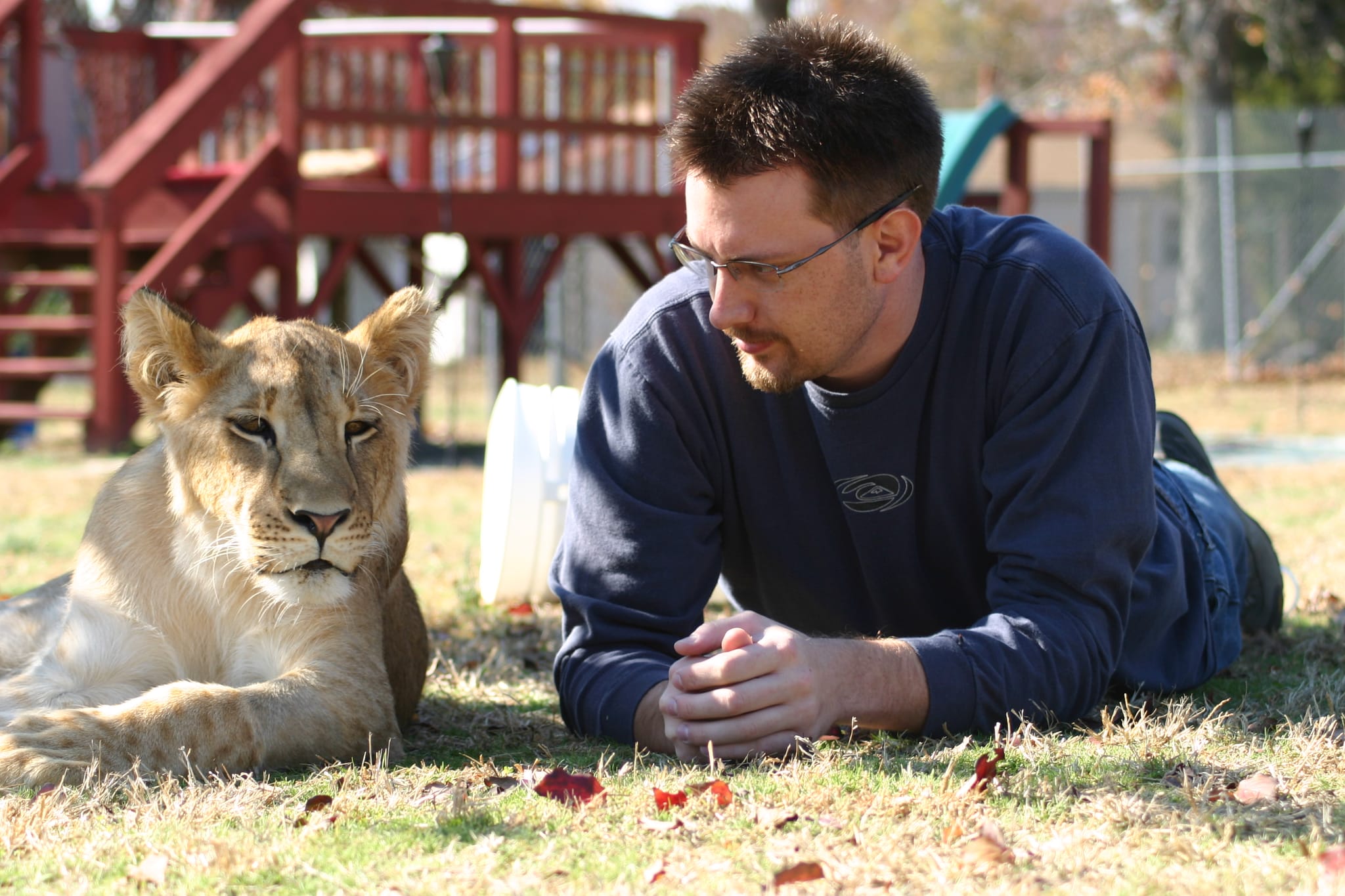 Chris contemplates his proximity to an 8 month old Lion