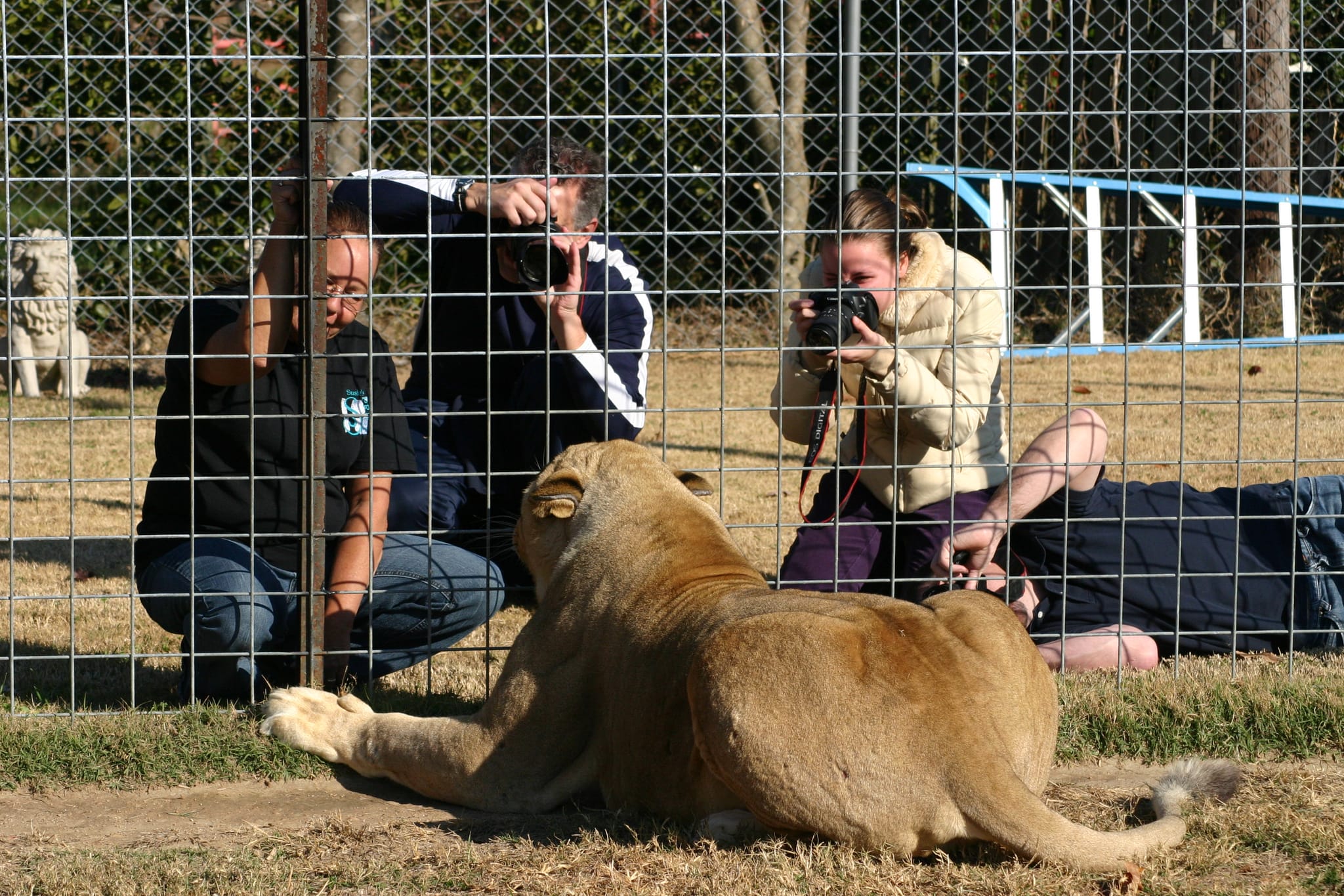 Photographing an angry lion