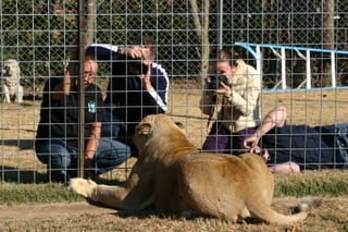 Photographing an angry lion