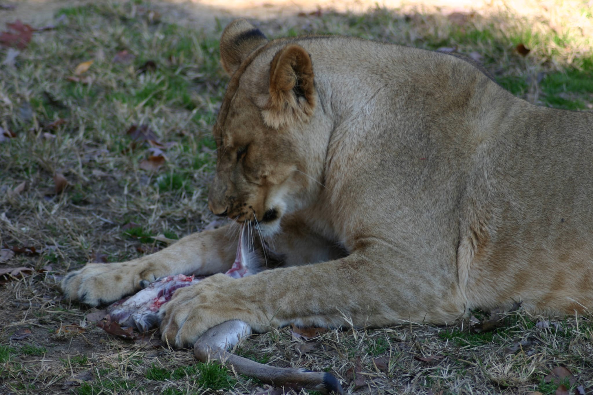 Lions like deer meat - because it's made of meat.