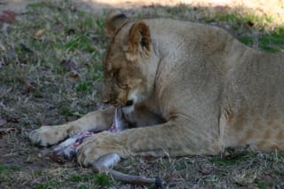 Lions like deer meat - because it's made of meat.