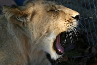 So sleepy...