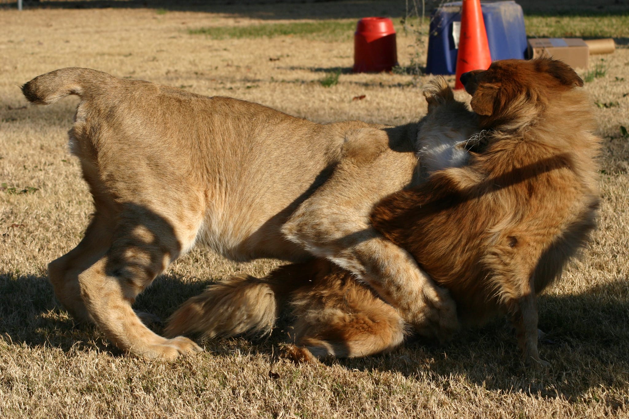 Lion playing with a dog