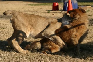 Lion playing with a dog