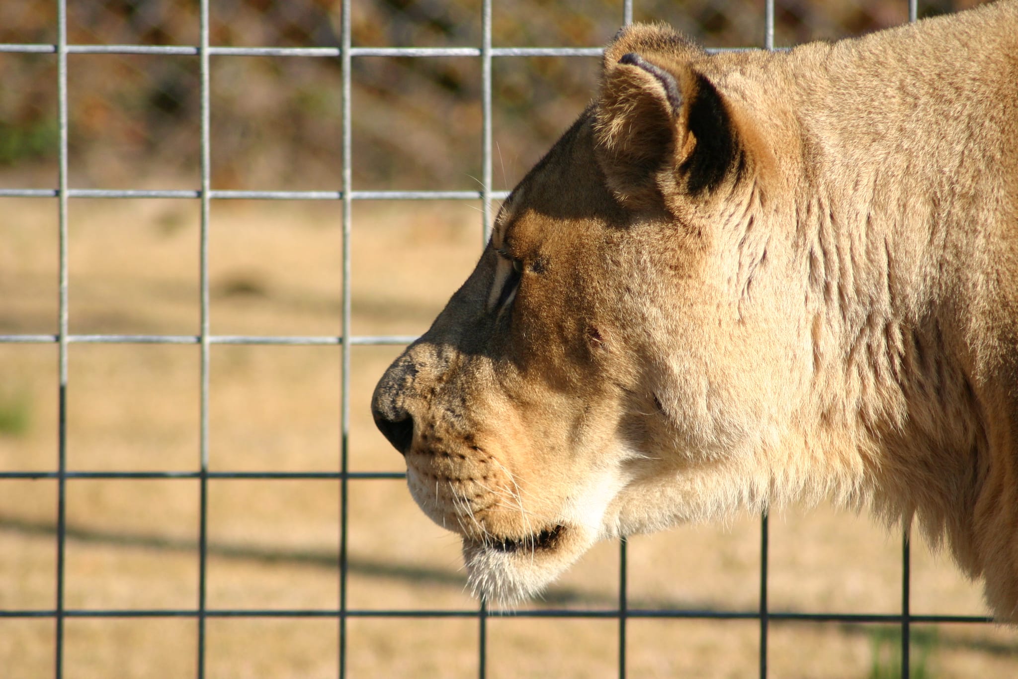 Lioness looking left