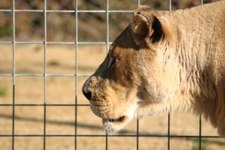 Lioness looking left