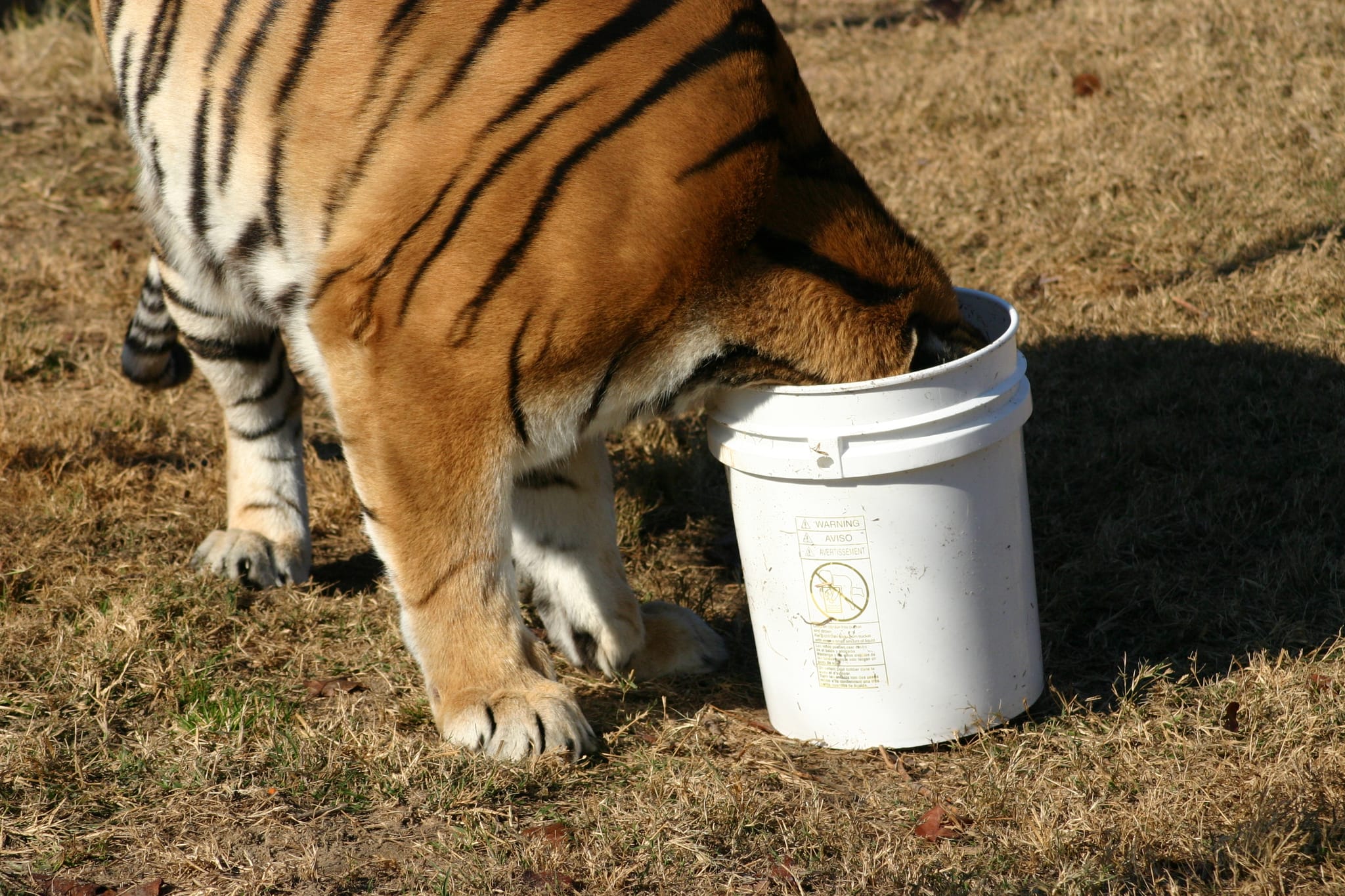 Lion in a bucket