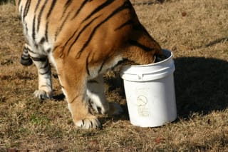 Lion in a bucket