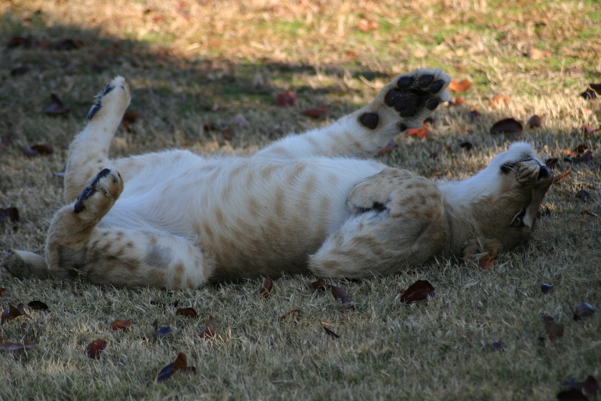 Elsa rolling around