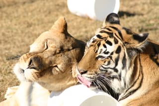 Lion and Tiger buddies