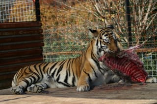 Spare Ribs for Hobbes