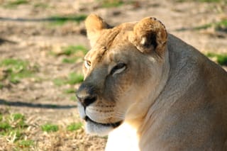 A Lioness sunbathing