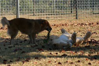 Brown Dog shares his chew toy