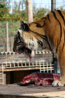 Roaring Tiger with deer meat