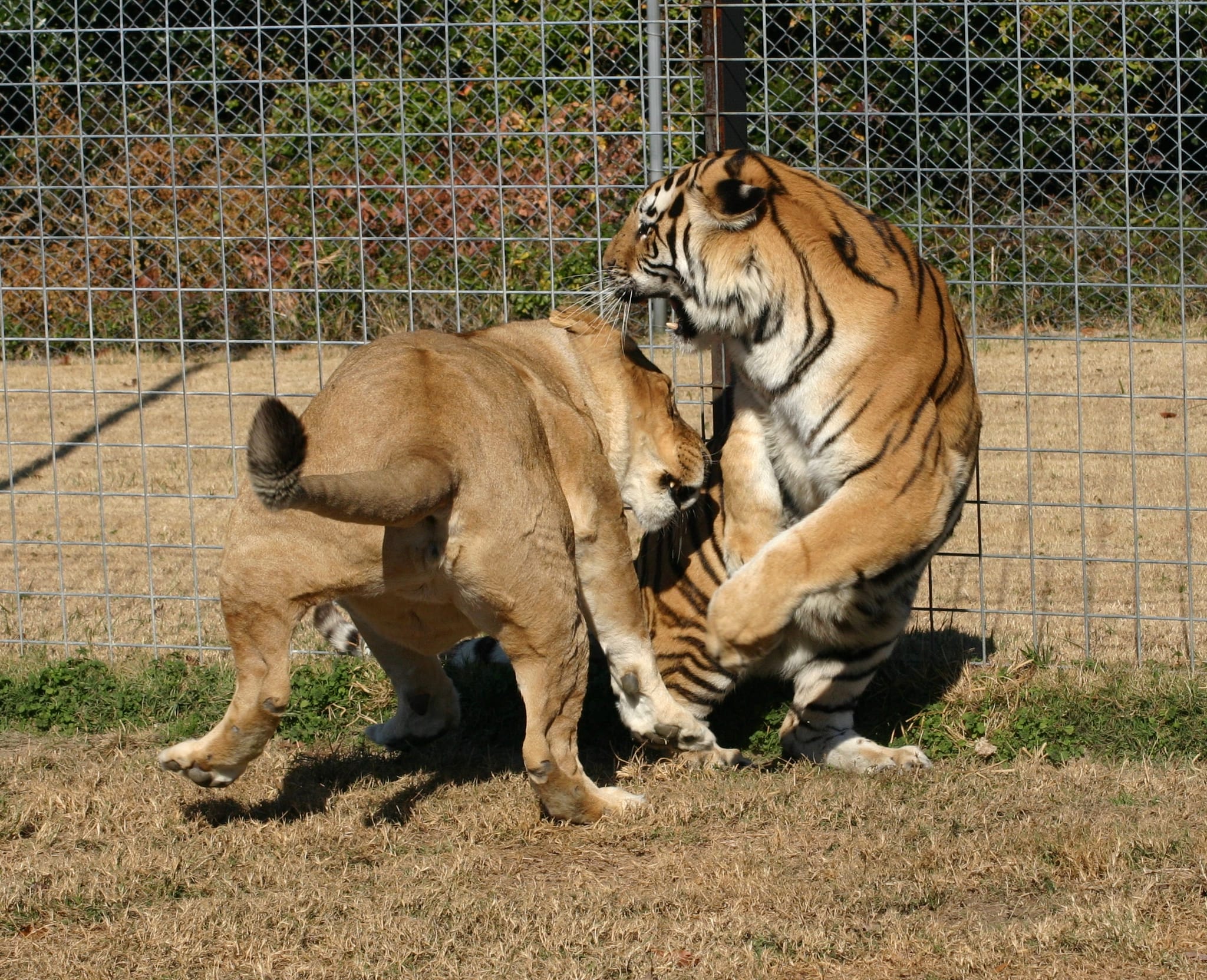 Cat Fight