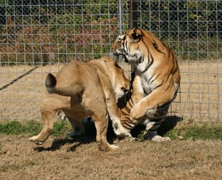 Cat Fight