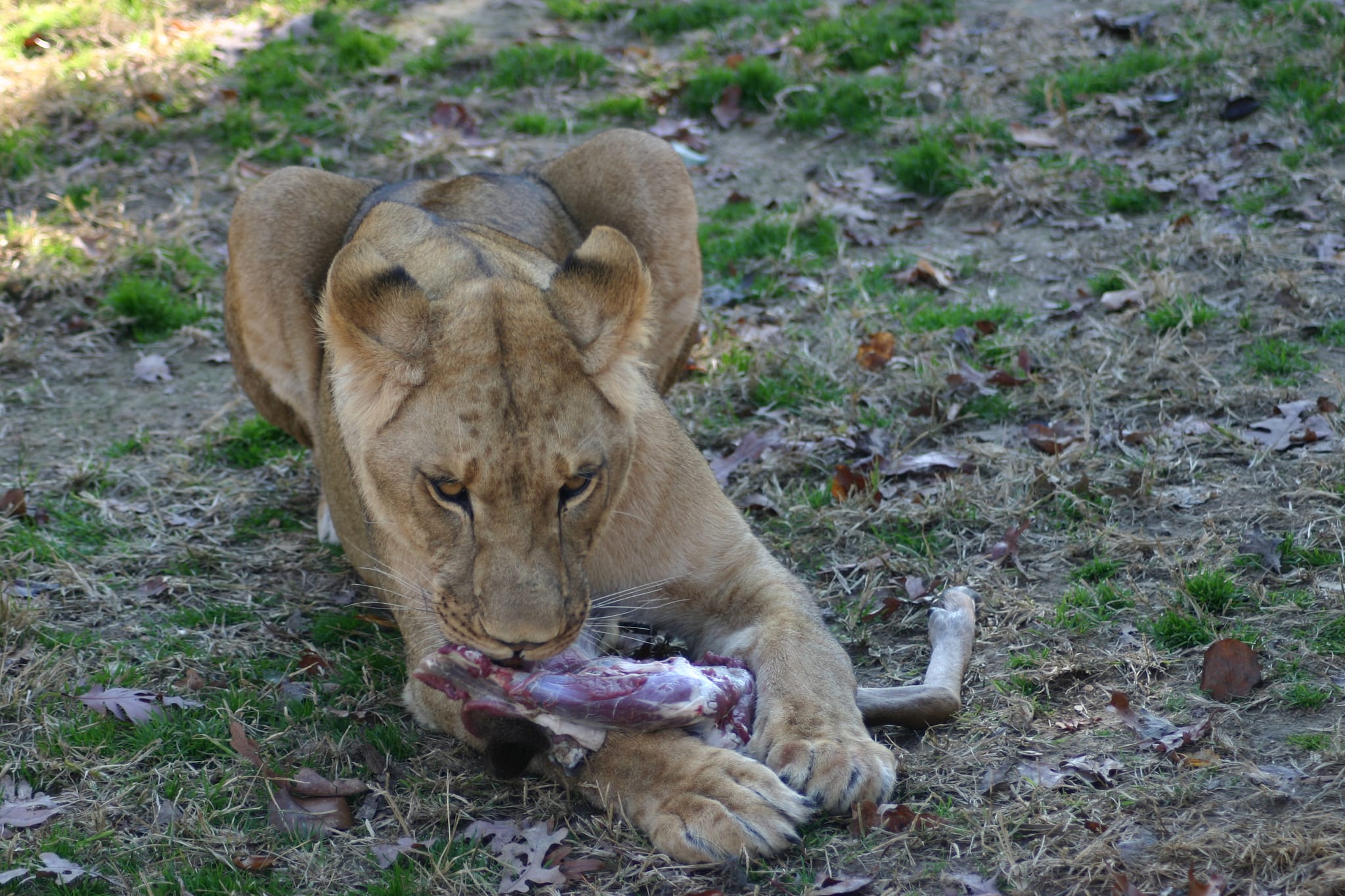 Tasty deer leg