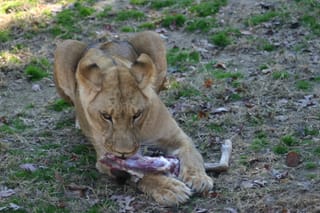 Tasty deer leg
