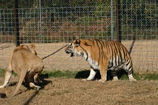 Back Off!