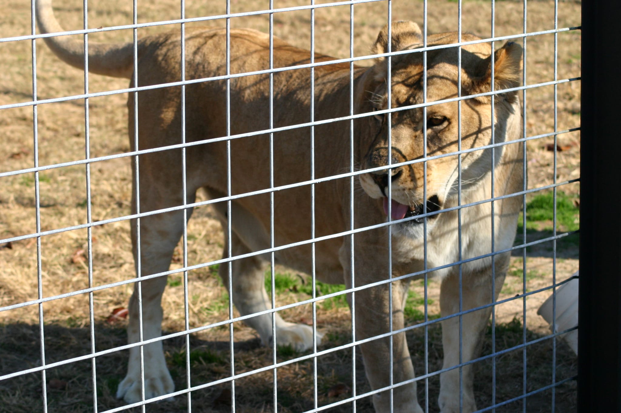 Lion in a cage