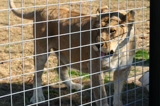 Lion in a cage