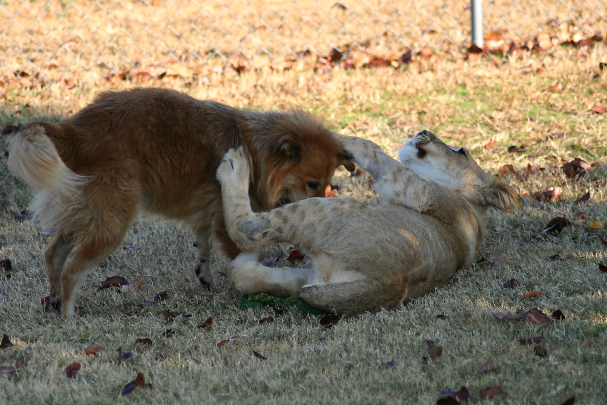 Brown Dog playing with Elsa