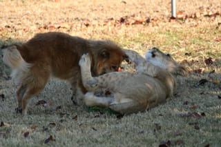 Brown Dog playing with Elsa