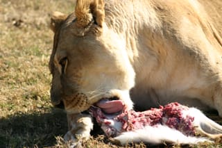 Carnivore