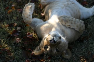 Just a friendly little Lion Cub...