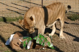 Lion destroys Christmas!