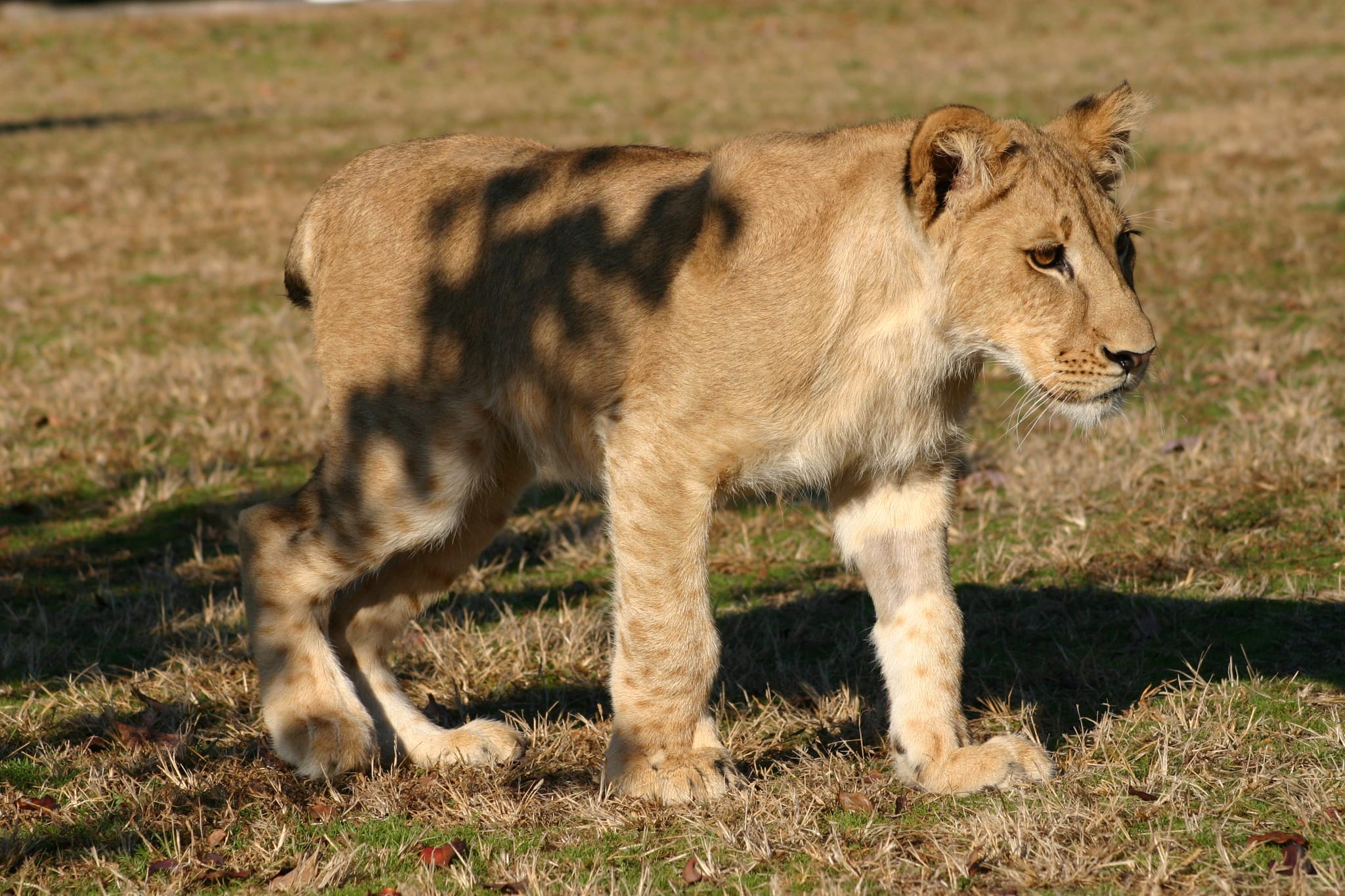 It's a baby lion