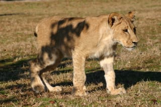 It's a baby lion